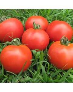 Tomatensamen - Veni Vidi Vici