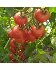 Cocktailtomatensamen - Vesennij Mieurinskij