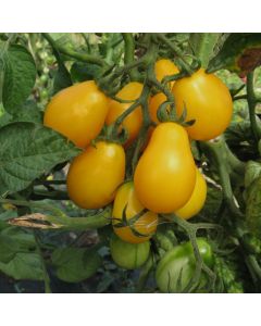 Cocktailtomatensamen - Yellow Submarine