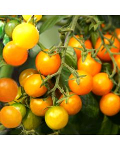 Cocktailtomatensamen - Golden Currant