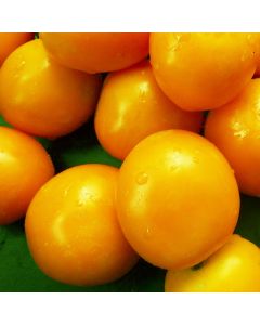 Tomatensamen - Sundrop