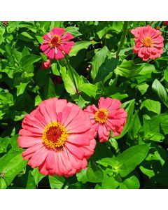 Zinnien-Samen - rot - Salmon Queen