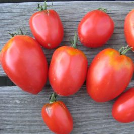 Tomate - Amish Pasta