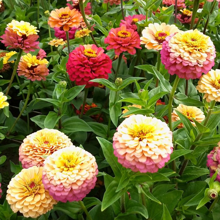 Rosenkohl - Merkator - alte, samenfeste Sorte - 100 Samen