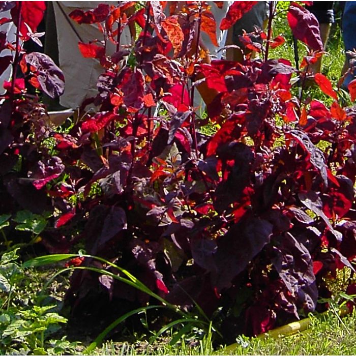 Gartenmelde-Samen, rot - Raritt / alte Gemsesorte