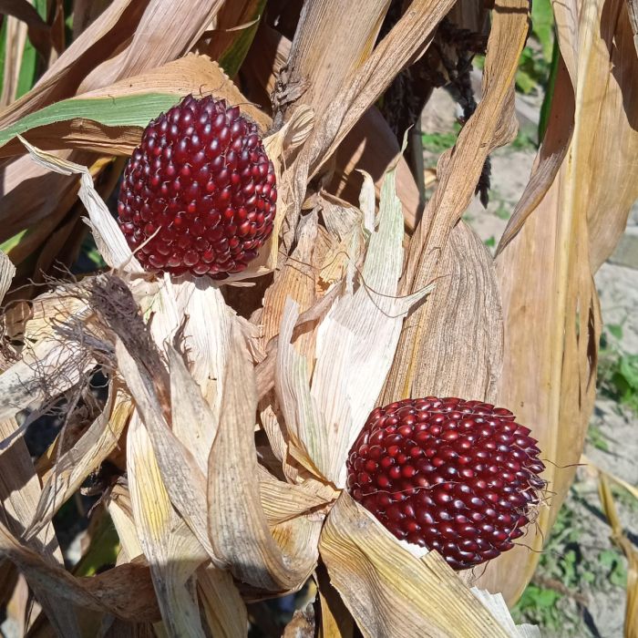 Roter Erdbeer-Mais (Popcorn-Mais) – 6 Samen Für  Produktbild-Vorschau 5