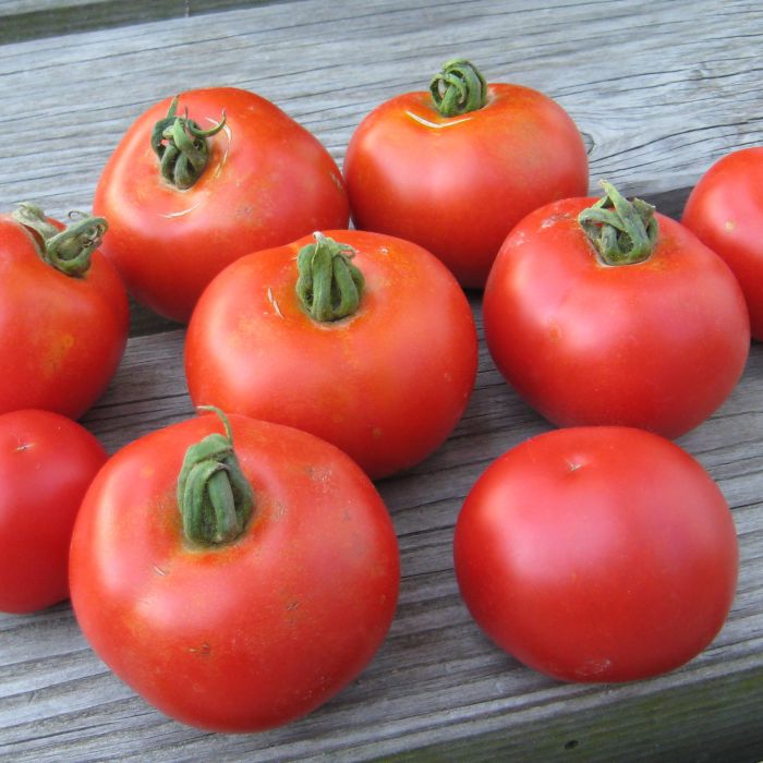 BIO-Tomatensamen ‚Matina‘ – Frühe Freilandtomate, Platzfest, Ertragreich, Für Ca. 20 Pflanzen, Samenfestes Saatgut